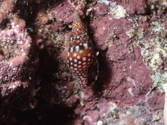 Mitrella ocellata