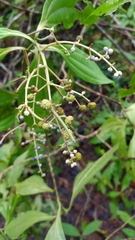 Miconia