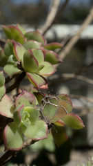 Callophrys xami