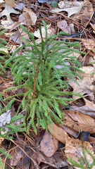 Dendrolycopodium