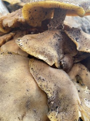 Omphalotus olivascens