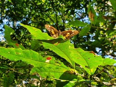 Oxeoschistus tauropolis tauropolis