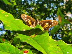 Oxeoschistus tauropolis tauropolis
