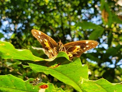 Oxeoschistus tauropolis tauropolis