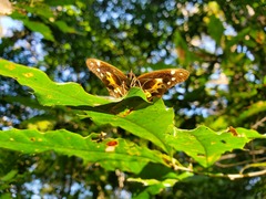 Oxeoschistus tauropolis tauropolis