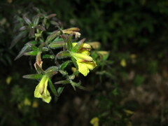 Siphonostegia laeta