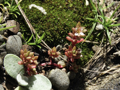 Crassula moschata