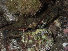 Cronius ruber