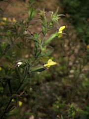 Siphonostegia laeta