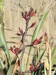 Phormium