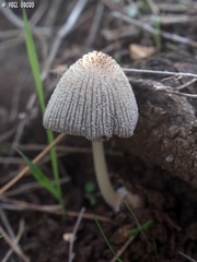 Coprinellus radians
