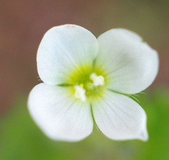Veronica cymbalaria