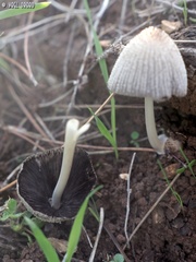 Coprinellus radians