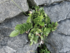 Asplenium obtusatum