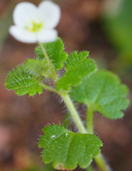 Veronica cymbalaria