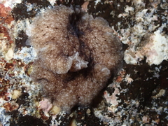 Pericelis cata