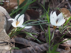 Crocus hyemalis