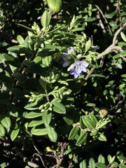 Veronica elliptica