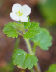Veronica cymbalaria