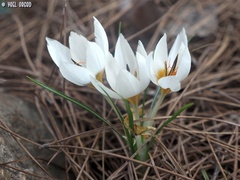 Crocus hyemalis