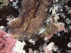 Pericelis cata
