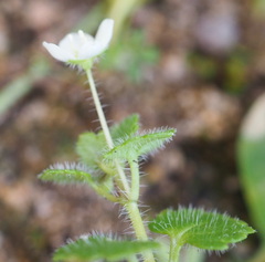 Veronica cymbalaria