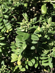 Veronica elliptica