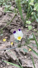 Viola arvensis