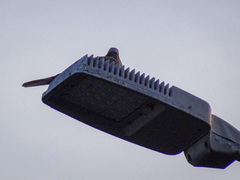 Streptopelia decaocto