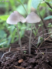 Mycena seynii