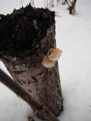 Plicaturopsis crispa