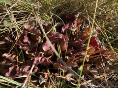 Sarracenia purpurea venosa