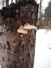 Plicaturopsis crispa