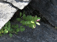 Veronica elliptica
