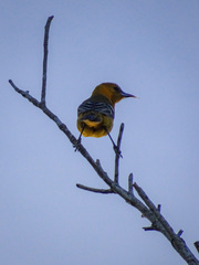 Icterus auratus