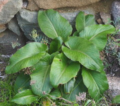 Arum pictum
