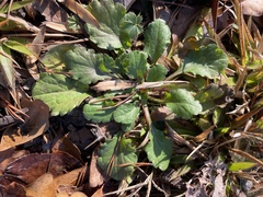 Packera obovata