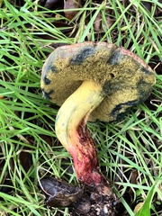 Xerocomellus dryophilus