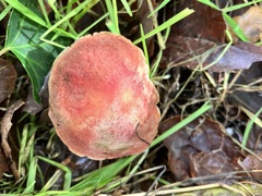 Xerocomellus dryophilus