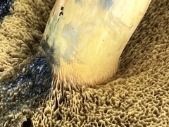 Xerocomellus dryophilus