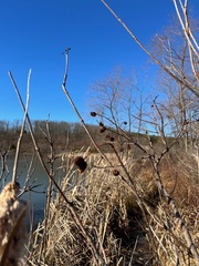Cephalanthus occidentalis