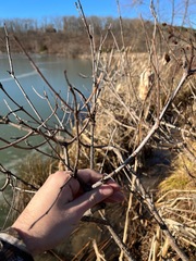 Cephalanthus occidentalis