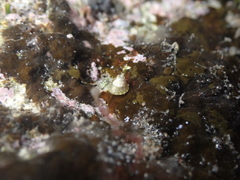 Jujubinus gravinae