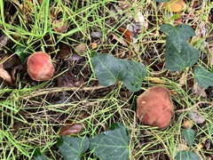 Xerocomellus dryophilus