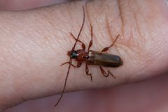 Phymatodes testaceus