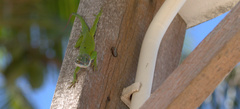Anolis allisoni