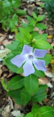 Vinca difformis difformis
