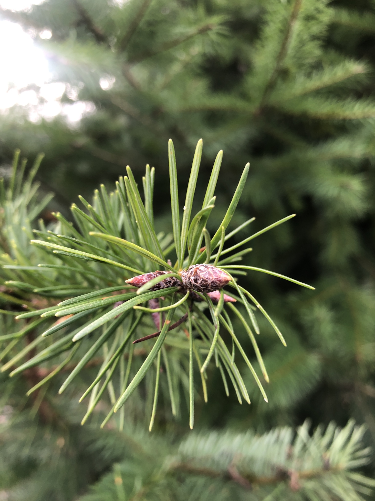 Pseudotsuga Carrière