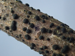 Trimmatostroma salicis