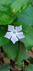 Vinca difformis difformis